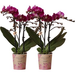 Kolibri Orchids | COMBI DEAL van 2 paarse phalaenopsis orchideeën - Morelia - potmaat Ø9cm | bloeiende kamerplant - vers van de kweker