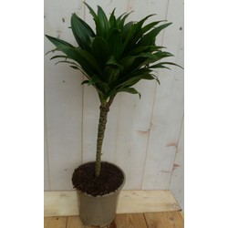 Kamerplant Drakenbloedboom Dracaena Compacta 60 cm