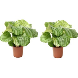 Calathea Orbifolia - Set van 2 - Pauwenplant - Pot 21cm - Hoogte 55-60cm