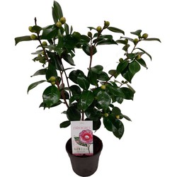 Camellia japonica 'Bonomiana' - Japanse roos - Pot 15cm - Hoogte 50-60cm