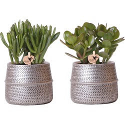 Kolibri Greens | Succulenten set van 2 planten in zilveren groove sierpotten - keramiek  potmaat Ø9cm