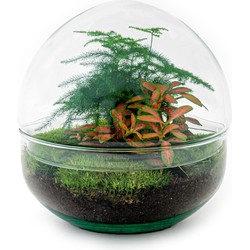 URBANJNGL - Planten terrarium • Dome Rood • Ecosysteem plant • ↑ 20 cm