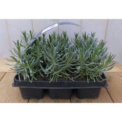 Lavendel plantjes zes stuks blauw