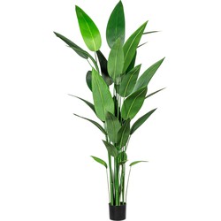 Kopu® Kunstplant Canna 210 cm 32 bladeren - in zwarte pot - Bloemriet