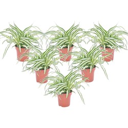 Chlorophytum comosum 'Atlantic' - Set van 6 - Pot 12cm - Hoogte 25-40cm