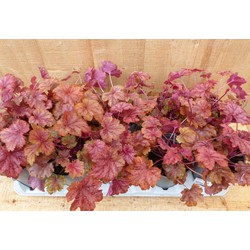 Heuchera Purperklokje 6 potjes per tray kleur rood tinten