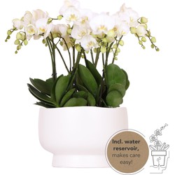 Kolibri Orchids | witte orchideeënset in Scandic dish incl. waterreservoir | drie witte orchideeën Ghent 12cm | Mono Bouquet wit met zelfvoorzienend waterreservoir