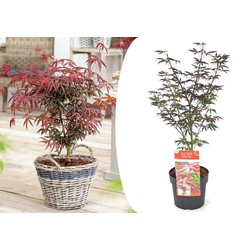 Acer palmatum 'Starfish' - Japanse Esdoorn - Pot 19cm - Hoogte 60-70cm