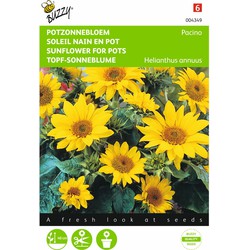 2 stuks - Helianthus Annuus Pacino, Lage Potzonnebloem