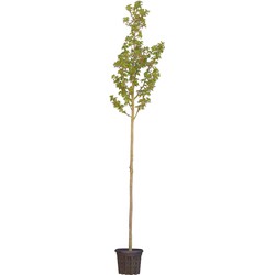 Japanse sierkers Umineko Prunus Umineko h 350 cm st. omtrek 12 cm