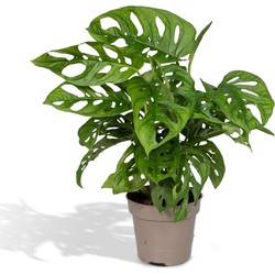 Hello Plants Monstera Monkey Leaf Gatenplant - Ø 12 cm - Hoogte: 30 cm - Kamerplant