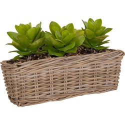 Mega Collections Planten/bloemen mand Levi - rotan - naturel - 50 x 15 x 17 cm - plantenpot voor buiten - Plantenpotten