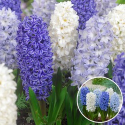 Hyacinthus Blue Water Mix x10 - Hyacint - Winterharde bloembollen