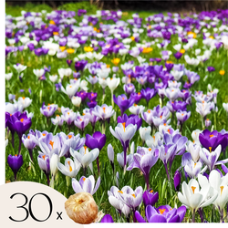 Krokusbollen - Set van 30 - Crocus 'Large Flowering Mix' - Bloembollen