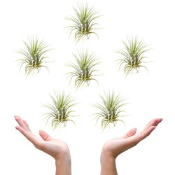 Plantasy | Tillandsia luchtplant Ionantha groen | 6 stuks | ø 6 cm | Must-have air plant | Weinig verzorging | Vers uit eigen familie kwekerij