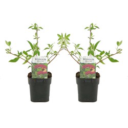 Buddleja davidii Royal Red - Set van 2 - Vlinderstruik - ⌀17cm - Hoogte 30-40cm