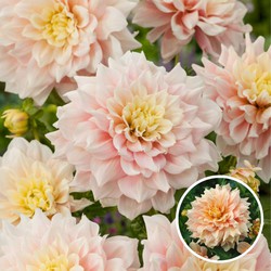 Dahlia 'Break Out' - Set van 3 - Dahliaknollen