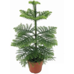 Araucaria Heterophylla - Norfolkden - Kamerden - Pot 14cm - Hoogte 45-55cm