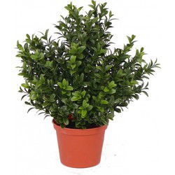 Kunstplant - Buxus - groen - in pot - 31 cm - Kantoor/huiskamer - Kunstplanten