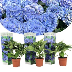 Hydrangea macrophylla - Blauw - Set van 3 - Hortensia - Pot 9cm - Hoogte 25-40cm