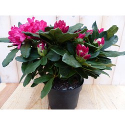 Rododendron 60 cm rood