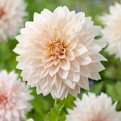 Dahlia 'Café au Lait' - Set van 3 - Dahliaknollen - Zomerbloeiers - Roze