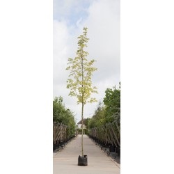 Bontbladige Noorse Esdoorn Acer pl. Drummondii h 250 cm st. omtrek 8 cm