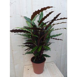 Calathea Wave Star Pauwenplant smal donkergroen blad 60 cm