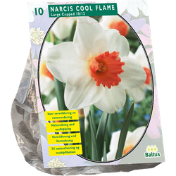 Narcis Cool Flame per 10 bloembollen