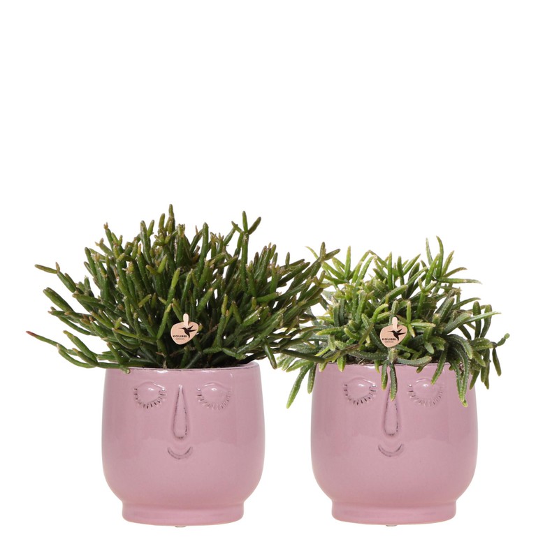 Kolibri Greens | Rhipsalis set van 2 planten in roze Happy Face sierpotten - keramiek | potmaat Ø9cm - 