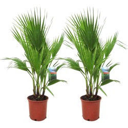 Washingtonia Robusta - Set van 2 - Waaierpalm - Pot 21cm - Hoogte 70-90cm