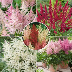 Astilbe - Mix van 6 - Pluimspirea - Wortelstokken - Robuuste bloeiende plant