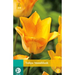 Tulipa Moonblush