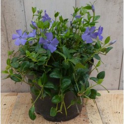 3 stuks! Vinca Minor blauw