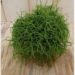2 stuks! Rhipsalis cassutha