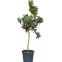 2 stuks! Sinaasappelboom Citrus sinensis totale hoogte 45 cm st. omtrek 4,5 cm boom