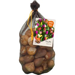 Bollen Tulipa Darwin mix 40 stuks