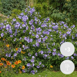 3x Hibiscus Blue Chiffon – Altheastruik – Heester – Winterhard - ⌀9 cm - ↕20-25 cm