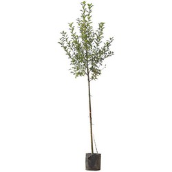 Grote appelboom Elstar Malus domestica Elstar 350 cm