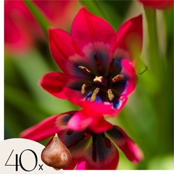 Tulpenbollen - Set van 40 - Tulipa 'Little Beauty' - Bloembollen - Rood