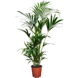 howea forsteriana - Kentia Palm - Pot 18cm - Hoogte 90-100cm