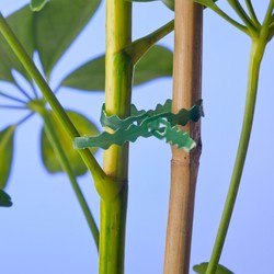 Bindband met rattenstaartsluiting 25m - Nature