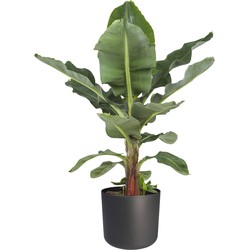 Bananenplant - 80cm