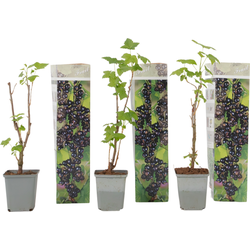 Zwarte bes - Set van 3 - Ribes Nigrum - Hoogte 25-40cm - ⌀9cm