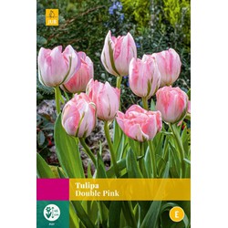 Tulipa Double Pink