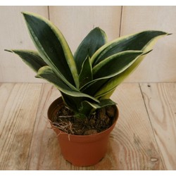 Kamerplant Vrouwentong Sansevieria geelbont mini - Warentuin Natuurlijk