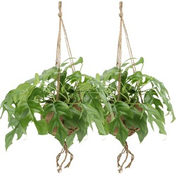 Hello Plants Monstera Minima Hangplant - 2 Stuks - Ø 15 cm - Hoogte: 25 cm - Gatenplant