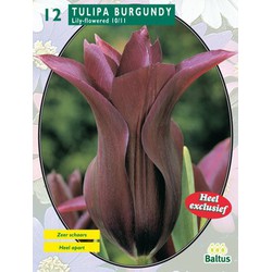 2 stuks - Tulipa Burgundy, leliebloemig per 12