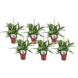 Spathiphyllum 'Lepelplant' - Set van 6 - Pot 12cm - Hoogte 30-40cm
