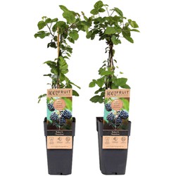 Rubus fruticosus - Set van 2 - Braam - Fruitplant - ⌀15cm - Hoogte 50-60cm